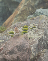 Western Meadowlark on the Pacific coast