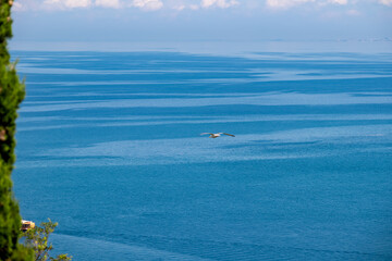 Seagull soars through skies above breathtaking Slovenian coastline. Adriatic Mediterranean Sea...