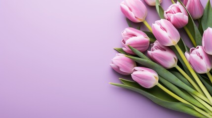 lilac tulip flower purple background