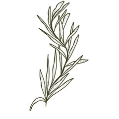 Coconut leaves outline 