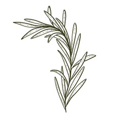 Coconut leaves outline 