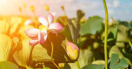 A pink lotus flower sways in the wind. Against the background of their green leaves. Lotus field on...
