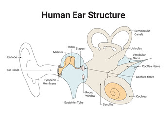 Human Ear Structure Science Design Vector Illustration Diagram