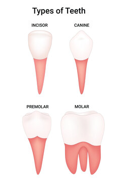 Types of Teeth Science Design Vector Illustration
