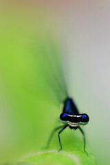 dragonfly on a leaf