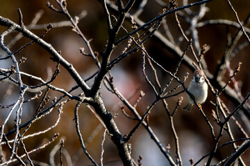 木の枝にとまるスズメ