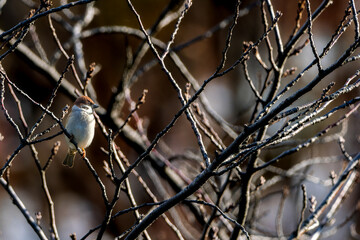 木の枝にとまるスズメ