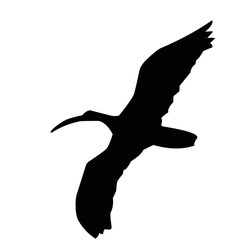 Ibis Bird Silhouette 