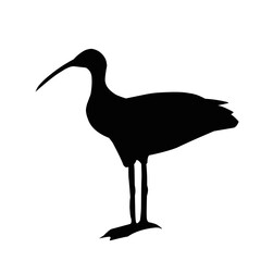 Ibis Bird Silhouette 