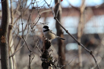 Chickadee On The Stump, Gold Bar Park, Edmonton, Alberta