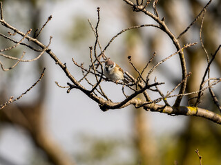 木の枝にとまるスズメ