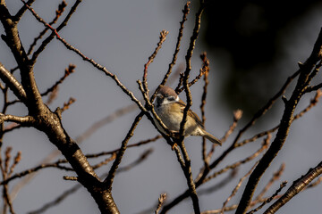 木の枝にとまるスズメ