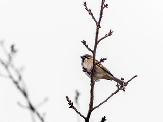 木の枝にとまるスズメ