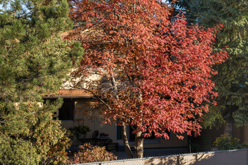 Red roman (Mountain-ash) tree between green pine and spruce trees in fall seasons