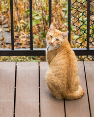 Cute orange cat with turned heaad back on patio deck in fall yellow colors