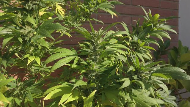 marijuana plant growing on a balcony on a windy day
