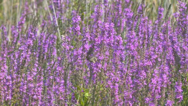 Blooming medicinal meadow grass Lythrum Salicaria or Purple Loostrifire sways in the wind in the meadow. Selective focus. Camera panning