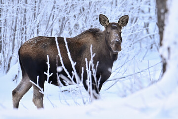 A snowy-faced moose browses for food in Alaska's boreal forest.