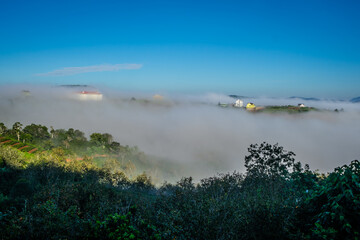 Beautiful sunny morning in the pine forest in Lam Dong, green lawn, honey sunshine, thin dew covering the forest