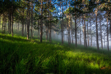 Obraz premium Beautiful sunny morning in the pine forest in Lam Dong, green lawn, honey sunshine, thin dew covering the forest