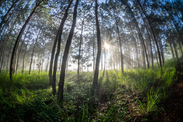 Beautiful sunny morning in the pine forest in Lam Dong, green lawn, honey sunshine, thin dew covering the forest