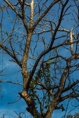 tree branches against blue sky