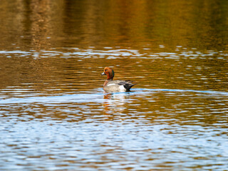 池を泳ぐヒドリガモ