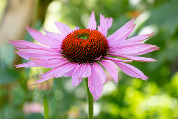 A view of a purple coneflower.