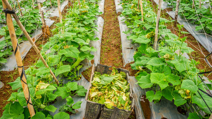 Green leaves of cucumber plants grown in greenhouses in Lam Dong
