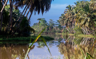 palm trees in the water