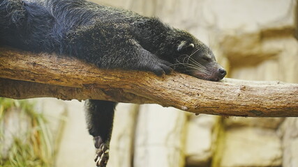 動物園で撮影した動物の写真