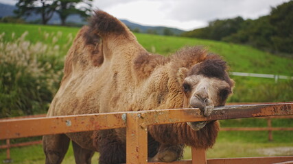 動物園で撮影した動物の写真