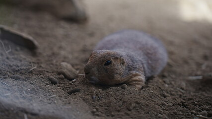 動物園で撮影した動物の写真