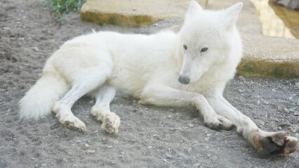 動物園で撮影した動物の写真