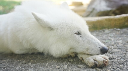 動物園で撮影した動物の写真