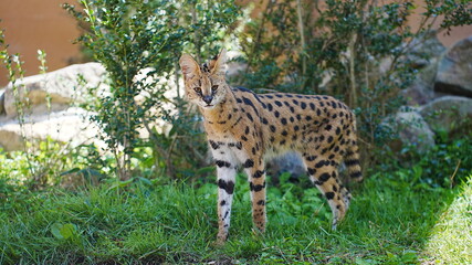 動物園で撮影した動物の写真
