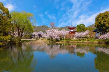 Daikakuji Temple in Kyoto, Japan with Beautiful full bloom cherry blossom garden in spring