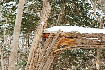 雪が積もった木