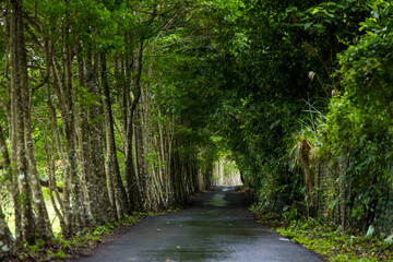 Row of the tree path in countryside