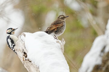 雪の中でアカゲラとツグミの縄張り争い