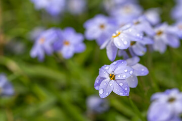ハナニラの花　春のイメージ