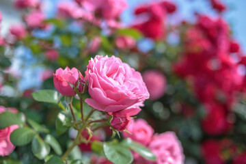 薔薇の花　マクロイメージ