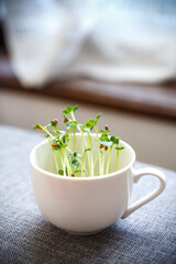 かいわれ大根の室内再ビア