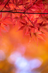 紅葉　秋のイメージ
