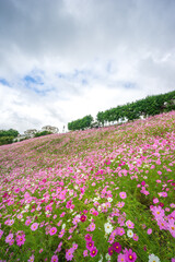 コスモスの花　秋のイメージ