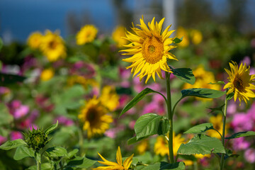 ヒマワリの花　夏のイメージ