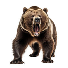 Fototapeta premium brown bear isolated on white