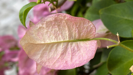 Bract Bougainvillea, Paper Flower