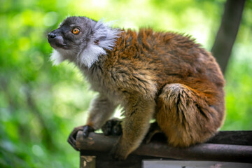 キツネザルのポートレート