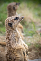 ミーアキャットのポートレート